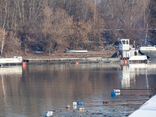 Mederkotrás az öbölben - fotó: Ónodi Zoltán