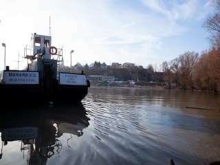 Mederkotrás az öbölben - fotó: Ónodi Zoltán