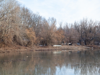 Mederkotrás az öbölben - fotó: Ónodi Zoltán