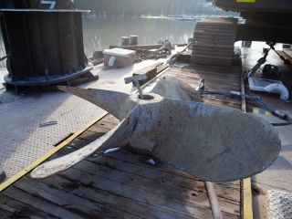 Mederkotrás az öbölben - fotó: Ónodi Zoltán