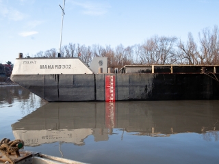 Mederkotrás az öbölben - fotó: Ónodi Zoltán