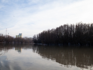 Mederkotrás az öbölben - fotó: Ónodi Zoltán