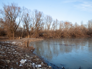 Mederkotrás az öbölben - fotó: Ónodi Zoltán