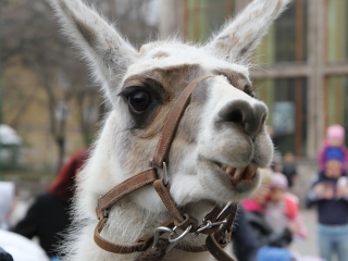 Amerika Park Dunaújvárosban! - fotó: Sándor Judit