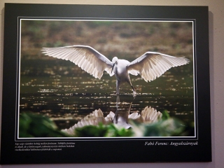 A Fabó házaspár kiállítása a Bartókban - fotó: Sándor Judit