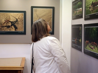 A Fabó házaspár kiállítása a Bartókban - fotó: Sándor Judit