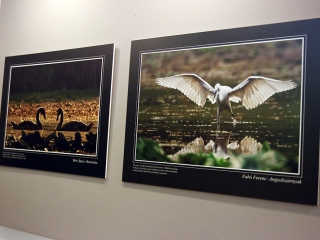 A Fabó házaspár kiállítása a Bartókban - fotó: Sándor Judit
