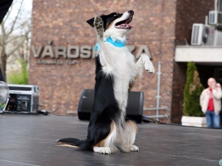 Ragyogj Kékben! - fotó: Sándor Judit