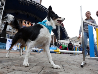 Ragyogj Kékben! - fotó: Sándor Judit