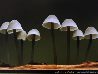 Természetfotók tárlata az MMK-ban - fotó: Sándor Judit