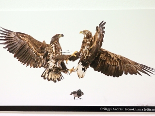 Természetfotók tárlata az MMK-ban - fotó: Sándor Judit