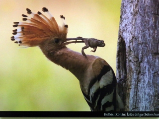 Természetfotók tárlata az MMK-ban - fotó: Sándor Judit