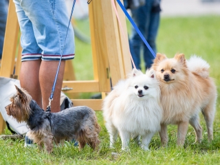 Parázs Varázs 2019 - Grillparti - fotó: Ónodi Zoltán