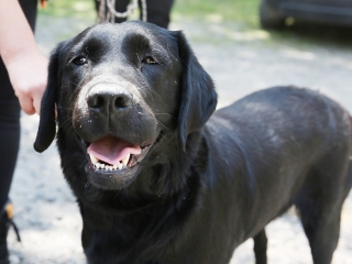 Speciális bevetésen a keresőkutyák  - fotó: Sándor Judit