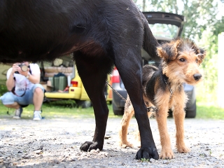 Speciális bevetésen a keresőkutyák  - fotó: Sándor Judit