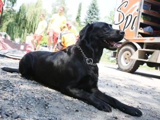 Speciális bevetésen a keresőkutyák  - fotó: Sándor Judit