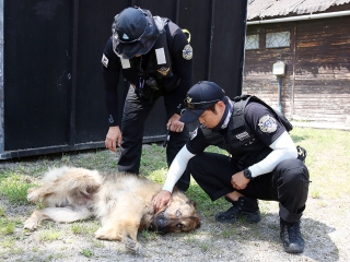 Speciális bevetésen a keresőkutyák  - fotó: Sándor Judit