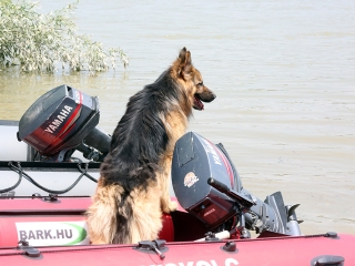 Speciális bevetésen a keresőkutyák  - fotó: Sándor Judit