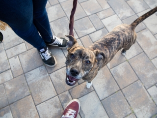 Szent Mihály Nap a Városháza téren (2019) - Második nap - fotó: Ónodi Zoltán