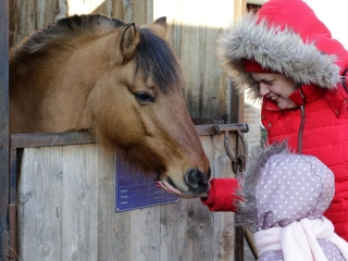 Nyitott karácsonyi lovasnap - fotó: 
