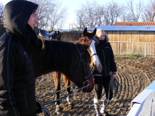 Nyitott karácsonyi lovasnap - fotó: 