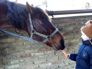 Nyitott karácsonyi lovasnap - fotó: 