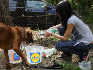 Duna Dog Center kutyiskola születésnapja - fotó: Ónodi Zoltán