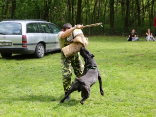 Duna Dog Center kutyiskola születésnapja - fotó: Ónodi Zoltán