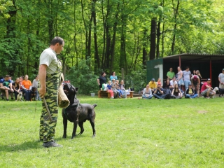 Duna Dog Center kutyiskola születésnapja - fotó: Ónodi Zoltán