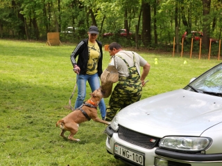 Duna Dog Center kutyiskola születésnapja - fotó: Ónodi Zoltán