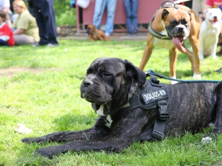 Duna Dog Center kutyiskola születésnapja - fotó: Ónodi Zoltán