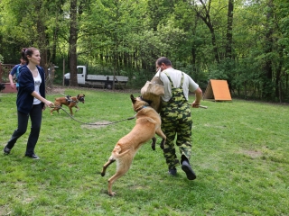 Duna Dog Center kutyiskola születésnapja - fotó: Ónodi Zoltán