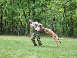 Duna Dog Center kutyiskola születésnapja - fotó: Ónodi Zoltán