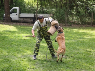 Duna Dog Center kutyiskola születésnapja - fotó: Ónodi Zoltán