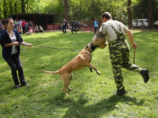 Duna Dog Center kutyiskola születésnapja - fotó: Ónodi Zoltán