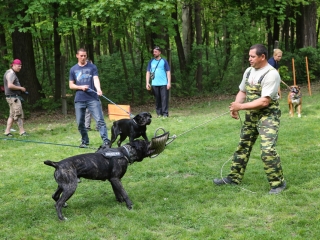 Duna Dog Center kutyiskola születésnapja - fotó: Ónodi Zoltán