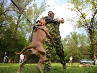 Duna Dog Center kutyiskola születésnapja - fotó: Ónodi Zoltán