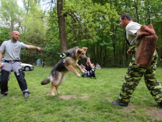 Duna Dog Center kutyiskola születésnapja - fotó: Ónodi Zoltán