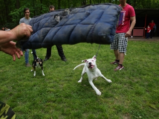 Duna Dog Center kutyiskola születésnapja - fotó: Ónodi Zoltán