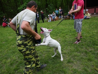 Duna Dog Center kutyiskola születésnapja - fotó: Ónodi Zoltán