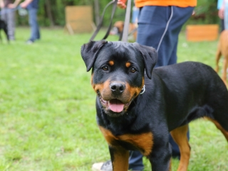 Duna Dog Center kutyiskola születésnapja - fotó: Ónodi Zoltán