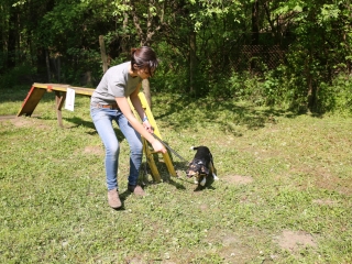 Duna Dog Center kutyiskola születésnapja - fotó: Ónodi Zoltán