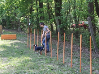 Duna Dog Center kutyiskola születésnapja - fotó: Ónodi Zoltán