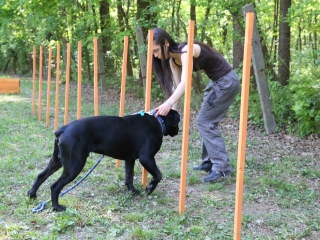 Duna Dog Center kutyiskola születésnapja - fotó: Ónodi Zoltán
