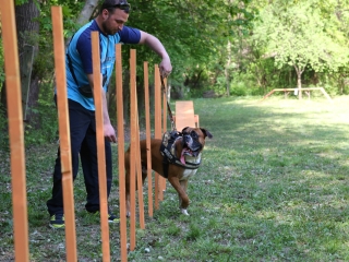 Duna Dog Center kutyiskola születésnapja - fotó: Ónodi Zoltán