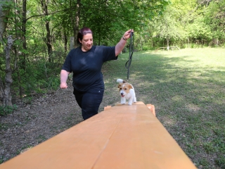 Duna Dog Center kutyiskola születésnapja - fotó: Ónodi Zoltán