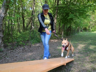 Duna Dog Center kutyiskola születésnapja - fotó: Ónodi Zoltán