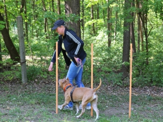 Duna Dog Center kutyiskola születésnapja - fotó: Ónodi Zoltán