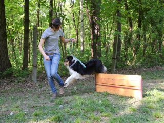 Duna Dog Center kutyiskola születésnapja - fotó: Ónodi Zoltán