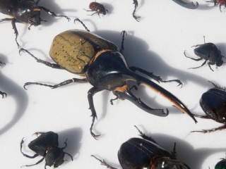 Családi ÖKO-nap Újtelepen - fotó: 